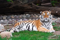 Wild and agressive Bengal tiger in zoo