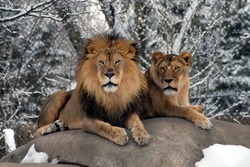 Male and female lions in the winter