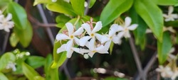 Trachelospermum jasminoides is a species of flowering plant in the family Apocynaceae, native to east. and southeast. Asia (Japan, Korea, southern China and Vietnam).Common name confederate jasmine
