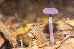 Laccaria amethystina, known as the amethyst deceiver