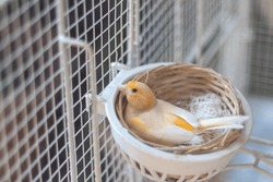 canary domestic bird in nest