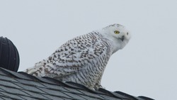 Rare Snowy Owl Perched On A Roof In Southern California.  Stretched Out Appearing to Prepare To Takeoff