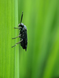 macro shot black soldier fly (Arge berberidis)  on green leaves. good for background or wallpaper.