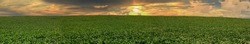 Agricultural soy plantation on sunset - Green growing soybeans plant against sunlight