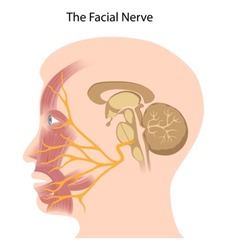 The facial nerve