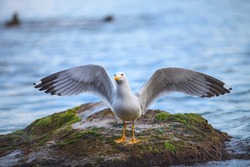 Sea gull wing-spread on stone in ocean