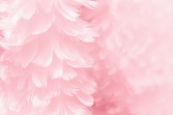 Fluffy mauve pink feather fashion design background - black and white tinted Valentine day fuzzy textured photograph - soft focus