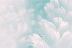 White fluffy feathers on pale teal blue background - Fashion Color Trends Spring Summer 2016 - soft focus