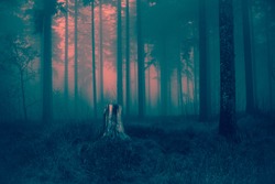 Old gray tree stump waiting for night to come in dry autumn grassy ground of cold scary foggy forest landscape background - magical pink red sunset light of spooky woods Happy Halloween card 