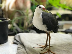 White-breasted waterhen, natural birds come to ask for food in the house