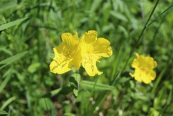 Two prairie sundrop blooms with one in the background in bright sun at Somme Prairie Nature Preserve in Northbrook, Illinois