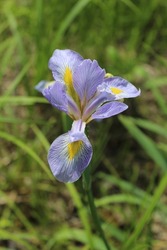Close of a blue flag iris bloom in spring at the Somme Prairie Nature Preserve in Northbrook, Illinois