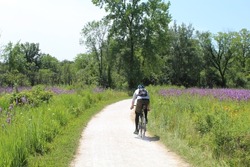 Man riding a bicycle on the Des Plaines River Trail in a meadow with purple flowers in Des Park Ridge, Illinois