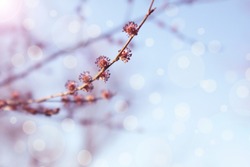 Spring background. Boxelder maple branch with blooming flowers against blue sky. Flowering tree ash-leaved maple (Acer negundo). Blurred botanical background with bokeh effect.