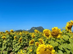 beautiful sunflower blossom, VangVieng, Laos