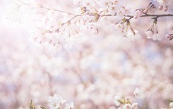 abstract cherry blossom  [Soft focus, Background]