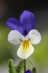 Viola tricolor, Wild pansy, Violaceae. Wild plant shot in spring.