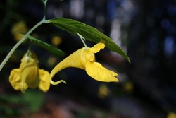 Impatiens noli-tangere, Yellow Balsam, Touch-me-not balsam, Balsaminaceae. Wild plant shot in summer.