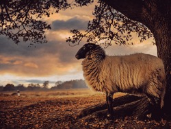 flock drenthe heath sheep grazing national park Dwingelerveld Ruinen netherlands