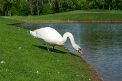 white swan near the pond in the park, green grass, nature landscape