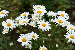 White beautiful daisies on a field in green grass in summer. Oxeye daisy, Leucanthemum vulgare, Daisies, Dox-eye, Common daisy, Dog daisy, Moon daisy. Gardening concept