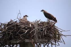 Western Osprey  proud and regal Mom and Dad stand guard over a large sturdy nest of their young