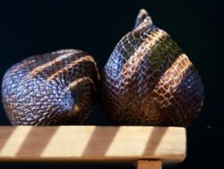 Snake Fruits with shadow on a dark background. Still life photo