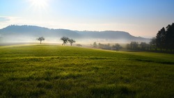 Sunny morning in countryside with fruit trees, meadow with morning dew and fog	
