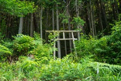 Shinto shrine archway in Kiso forest