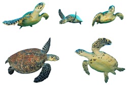 Hawksbill Sea Turtles isolated on white background