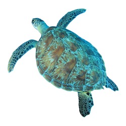Isolated photo of Green Sea Turtle from above