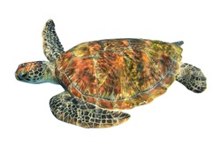 Green Sea Turtle (Chelonia mydas) isolated on white background