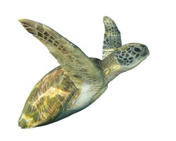 Green Sea Turtle (Chelonia mydas) isolated white background cut out