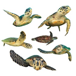 Sea Turtles. Hawksbill Turtle and Green Turtle cut outs. Turtles on white background