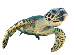 Sea Turtle isolated. Hawksbill Turtle on white background
