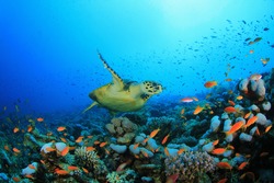 Hawksbill Sea turtle (Eretmochelys imbricata) swims over coral reef
