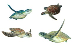 Sea Turtles isolated on white background