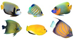 Tropical fish isolated on white background. Angelfish: Emperor, Regal, Yellowmask, Koran, Threespot and Bluering Angelfishes