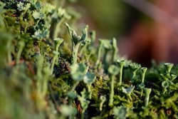 Cladonia is a genus of moss-like lichens in the family Cladoniaceae. Small light green structures and mushroom-like appearance on rotten wood in winter forest in Iserlohn Sauerland Germany close up