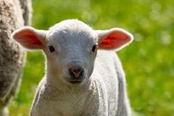 Easter lamb portrait (Ovis gmelini aries). Cute white baby sheep with translucent fluffy ears on a meadow in springtime. New born member of a big flock of sheep in Sauerland Germany on a sunny day.