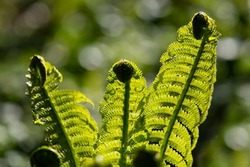 Group of three green Fern Spiral sprouts unrolling and erecting with spores in a park in Dortmund Germany. Translucent fresh green leaves backlit by bright springtime sunlight with blurred background.