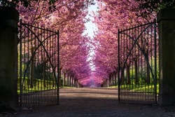Open gate of wrought iron at the entrance to an alleyway of blooming colorful japanese Cherry trees (Prunus serrulata 'Kanzan') in a public garden in Dortmund Germany on a sunny April morning. 