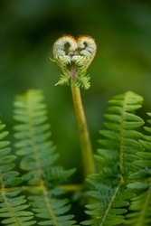 Heart forming Eagle Fern (Pteridium aquilinum), bracken, brake or common bracken in a Forest in Iserlohn Sauerland Germany with unrolling fresh fronds in springtime, macro close up in shades of green.