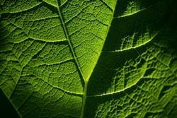 Big leaf of Giant-rhubarb (Gunnera manicata) with veins and bright translucent structures macro close up. Natural background in shades of green back lit by sunlight in Rotterdam Netherlands. 