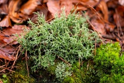 The Cladoniaceae are a family of lichenized fungi in the order Lecanorales. Small light green structures with coral-like appearance  in autum forest in Germany. Macro close up of branched out plant.