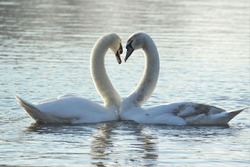 A Mute Swan (Cygnus olor) and a juvenile Mute Swan forming a heart shape during a pairing dance.