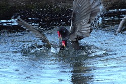 A pair of Common Moorhens (Gallinula chloropus) fighting in a lake.