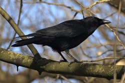 A Carrion Crow (Corvus corone) perched in a tree.