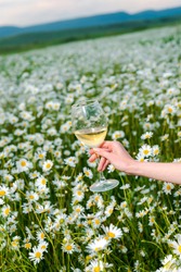 Large glass with white wine in a female hand in a field of daisies