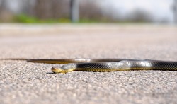 Snake on the road. Eastern Brown Snake in striking position. Common European adder